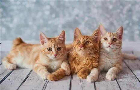 猫咪遥控爆料视频大全集,视频大全集带你领略萌宠趣味瞬间 第2张 猫咪遥控爆料视频大全集,视频大全集带你领略萌宠趣味瞬间 第2张